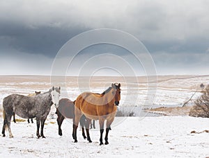 Mares In Snow