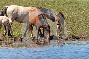 Mares with their foals on the shore of the pond. Horses at the watering place. Bashkiria