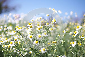 Margaret Flowers, beautiful flower in the springtime