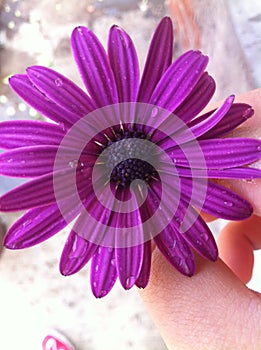Margarita silvestre violeta photo