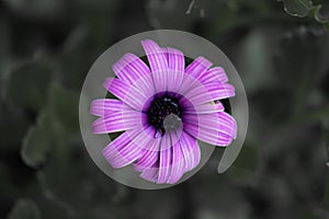 Margarita violeta photo