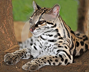 Margay cat or Caucel ,feline reserve, nicaragua, photo