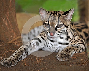 Margay cat or Caucel ,feline reserve, nicaragua, photo