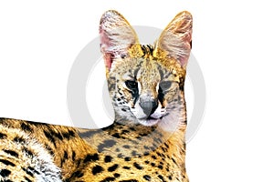 Margay cat,kitty 8 month isolate on background.Copy space.