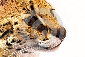 Margay cat,kitty 8 month isolate on background.Copy space. photo