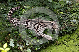 Margay Cat, leopardus wiedi, Adult Hunting near a Water Hole
