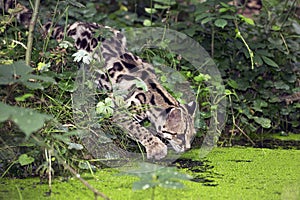Margay Cat, leopardus wiedi, Adult hunting near Water Hole