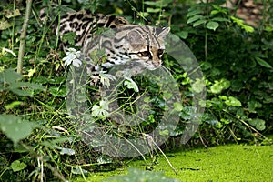 MARGAY CAT leopardus wiedi, ADULT NEAR WATER HOLE