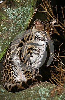 Margay Cat, leopardus wiedi, Adult sitting on Branch