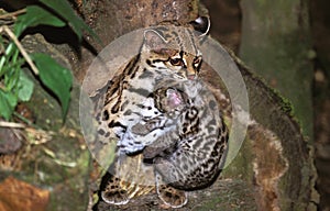 MARGAY CAT leopardus wiedi, MOTHER CARRYING CUB