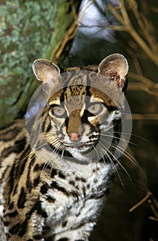 Margay Cat, leopardus wiedi, Portrait of Adult
