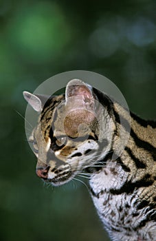 Margay Cat, leopardus wiedi, Portrait of Adult