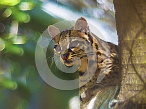 Margay feline cat