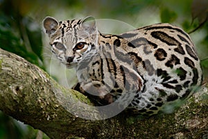 Margay, Leopardis wiedii, beautiful cat sitiing on the branch in the tropical forest, Panama