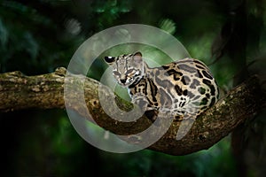 Margay, Leopardis wiedii, beautiful cat sitting on the branch in the tropical forest, Central America. Wildlife scene from tropic