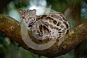 Margay, Leopardis wiedii, beautiful ocelot cat sitiing on the branch in the costarican tropical forest