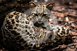 Margay, Leopardus wiedii, female with baby.