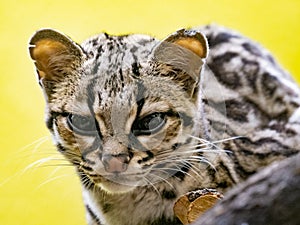 Margay, Leopardus wiedii, lazily observes the surroundings