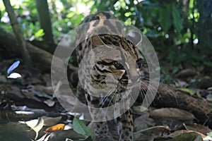 An margay, Leopardus wiedii, looking sidewards in the amazon rainforest