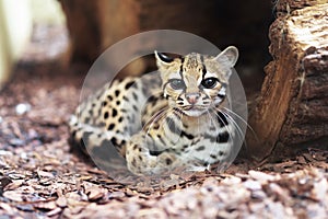 Margay, Leopardus wiedii, a rare South American cat
