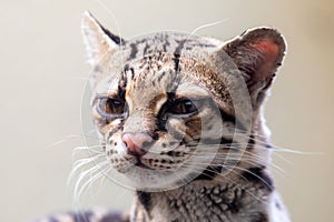 Margay, Leopardus wiedii, a rare South American cat