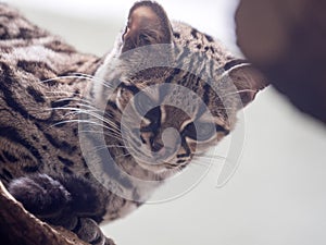 Margay, Leopardus wiedii, a rare South American cat watches the photographer