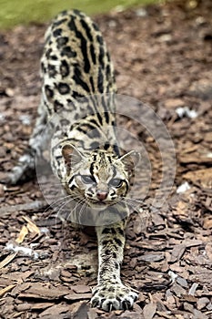 Margay, Leopardus wiedii, stretches, looks like he didn`t have a front leg