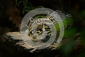 Margay, nice cat, sitting on the branch in the green tropical forest. Detail portrait of ocelot, cat margay in tropical forest.