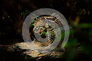 Margay, nice cat, sitting on the branch in the green tropical forest. Detail portrait of ocelot, cat margay in tropical forest.