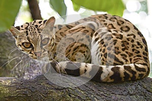 Margay sitting on the branch in the tropical forest