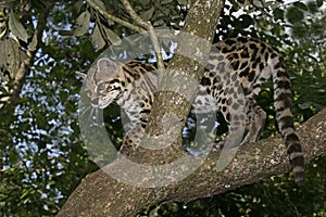 Margay or tiger cat or little tiger, Leopardus wiedii
