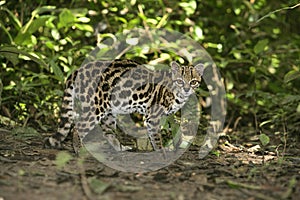 Margay or tiger cat or little tiger, Leopardus wiedii