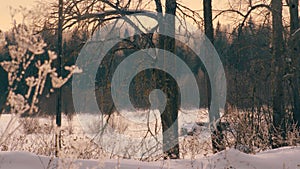 Marge of the forest. Old tree on the foreground.