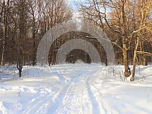 On the marge of the forest.