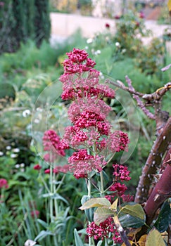 Margenta flower