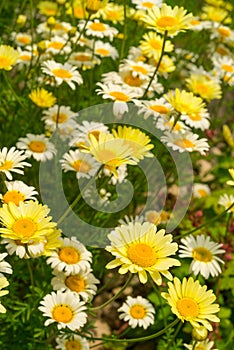 Margerite (Leucanthemum vulgare) photo