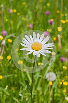 Margerite on a meadow photo