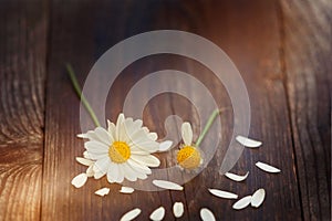 Margerite on wooden background photo