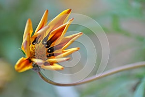 Close up of Gazania rigens with green background out of focus photo
