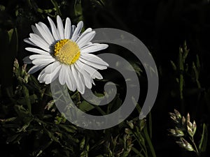 Margherita diploid Leucanthemum vulgare