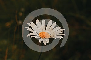 Margherita flower