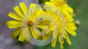 Margherita gialla - yellow daisys photo