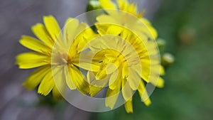 Margherita gialla - yellow daisys photo