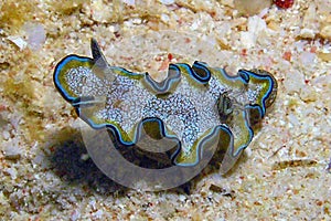 A Margin Glossodoris Glossodoris cincta in the Red Sea photo