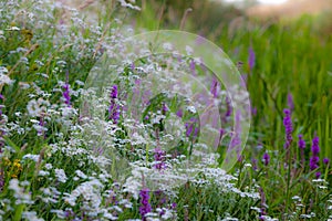 Marginal plant community