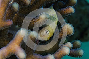 Marginate dascyllus in the coral reef of the red sea
