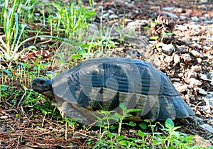 Marginated Tortoise in Athens, Greece