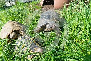 Marginated tortoise - Testudo marginata sarda, in the center photo