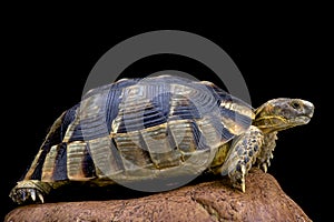 Marginated tortoise (Testudo marginata) photo