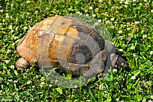 Marginated tortoise, Testudo marginata, turtle in a grassy city park photo